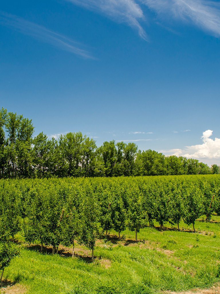 Fabricantes de productos para terceros Originia Foods