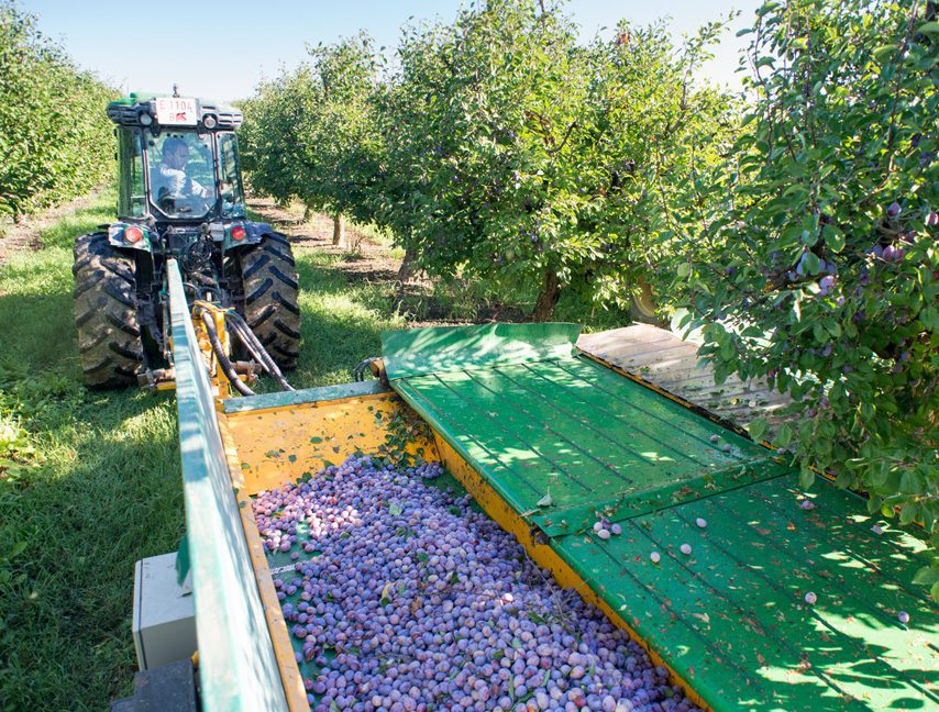 Agrinarsa fabricación de fruta deshidrtada