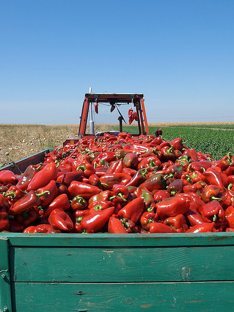 Recogida de verduras para congelados al por mayor